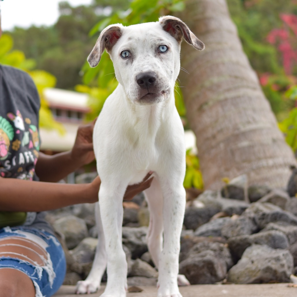 Liam, an adoptable Mixed Breed in Kailua Kona, HI, 96740 | Photo Image 1