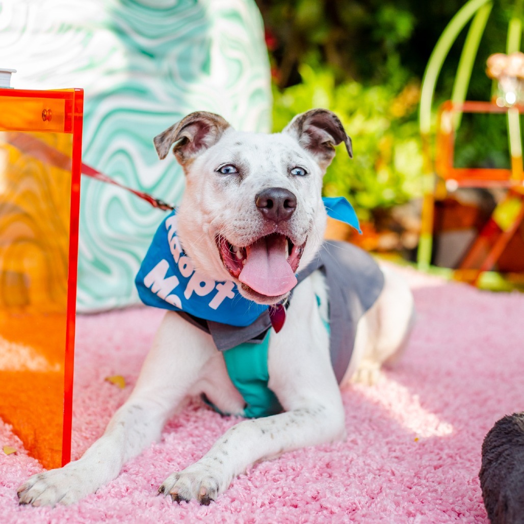 Liam, an adoptable Mixed Breed in Kailua Kona, HI, 96740 | Photo Image 1