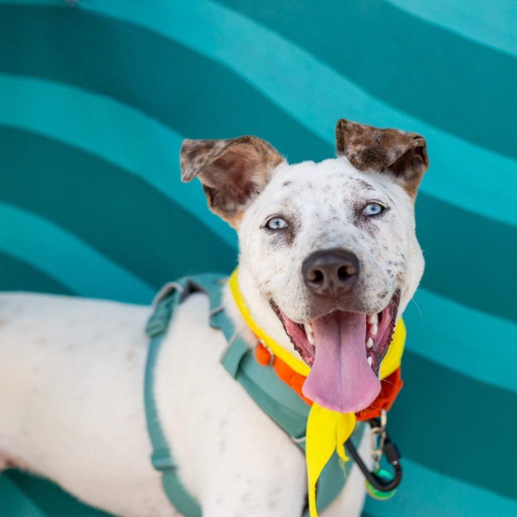 Liam, an adoptable Mixed Breed in Kailua Kona, HI, 96740 | Photo Image 1