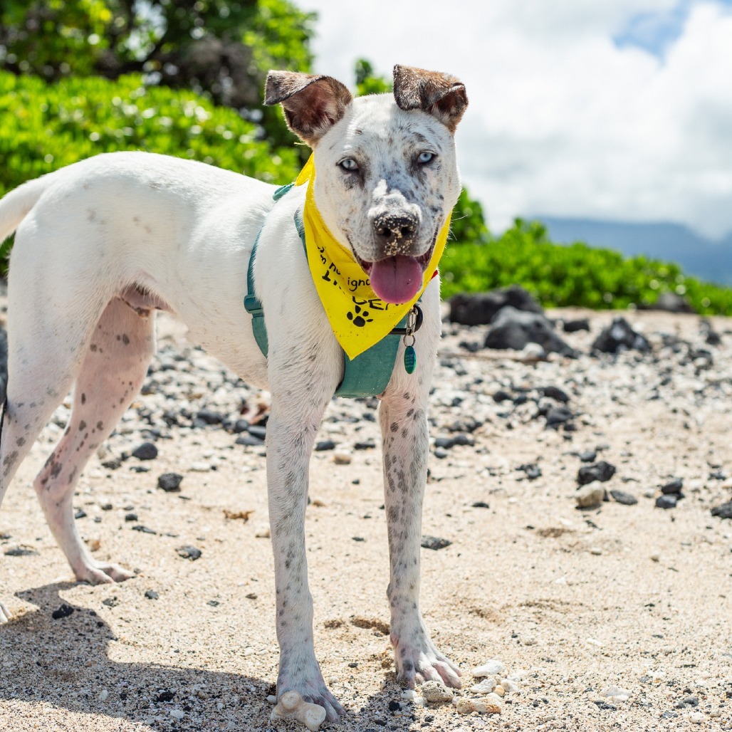 Liam, an adoptable Mixed Breed in Kailua Kona, HI, 96740 | Photo Image 1