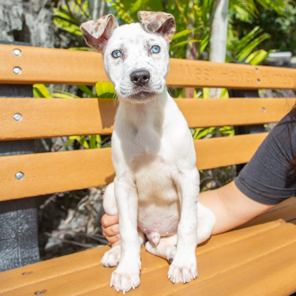 Liam, an adoptable Mixed Breed in Kailua Kona, HI, 96740 | Photo Image 2