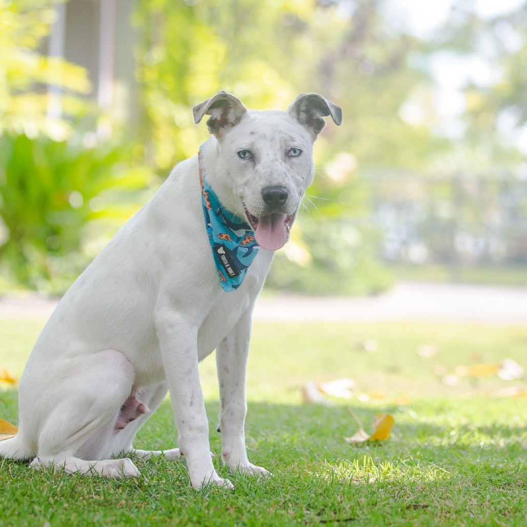 Liam, an adoptable Mixed Breed in Kailua Kona, HI, 96740 | Photo Image 3