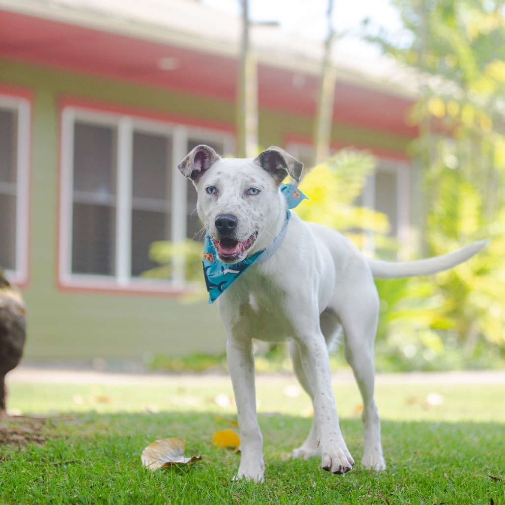 Liam, an adoptable Mixed Breed in Kailua Kona, HI, 96740 | Photo Image 4