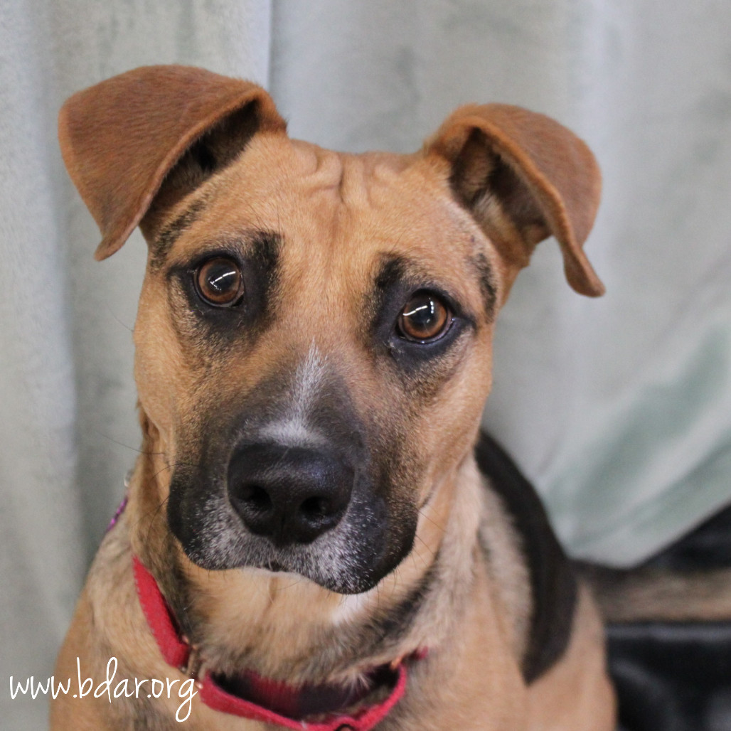Chloe, an adoptable Shepherd, Mixed Breed in Cheyenne, WY, 82009 | Photo Image 1