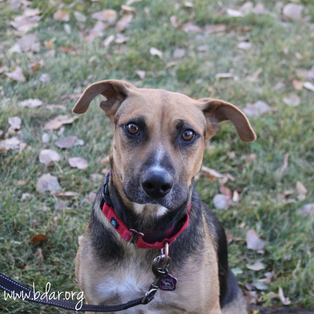 Chloe, an adoptable Shepherd, Mixed Breed in Cheyenne, WY, 82009 | Photo Image 2