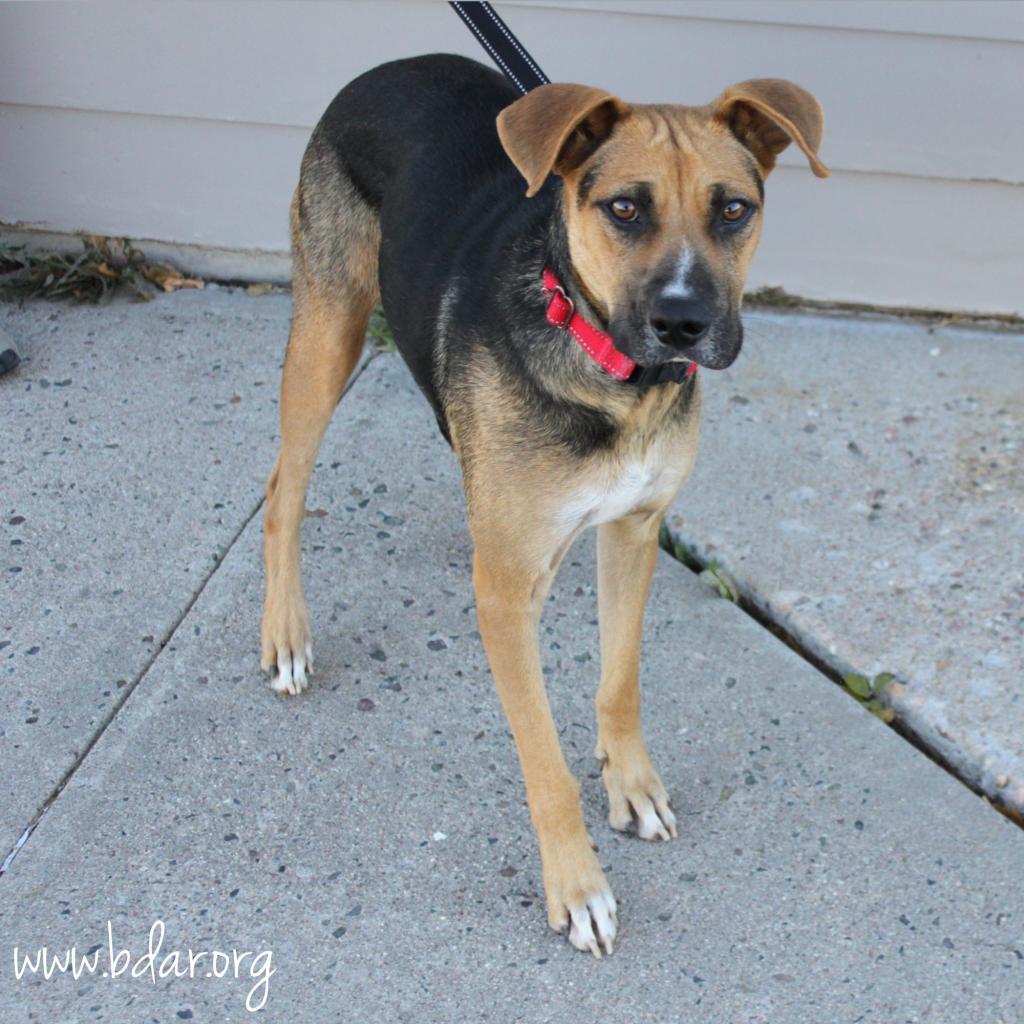 Chloe, an adoptable Shepherd, Mixed Breed in Cheyenne, WY, 82009 | Photo Image 3