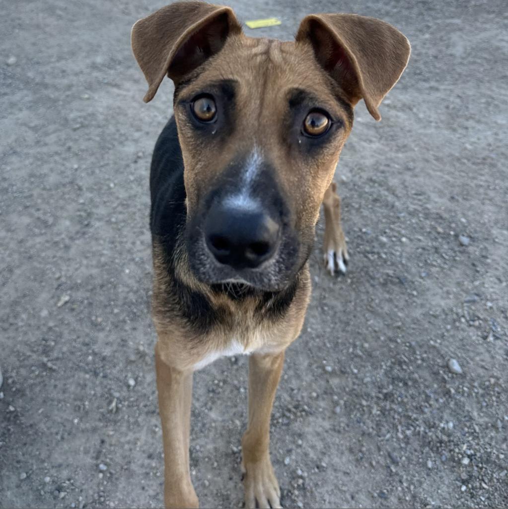Chloe, an adoptable Shepherd, Mixed Breed in Cheyenne, WY, 82009 | Photo Image 4