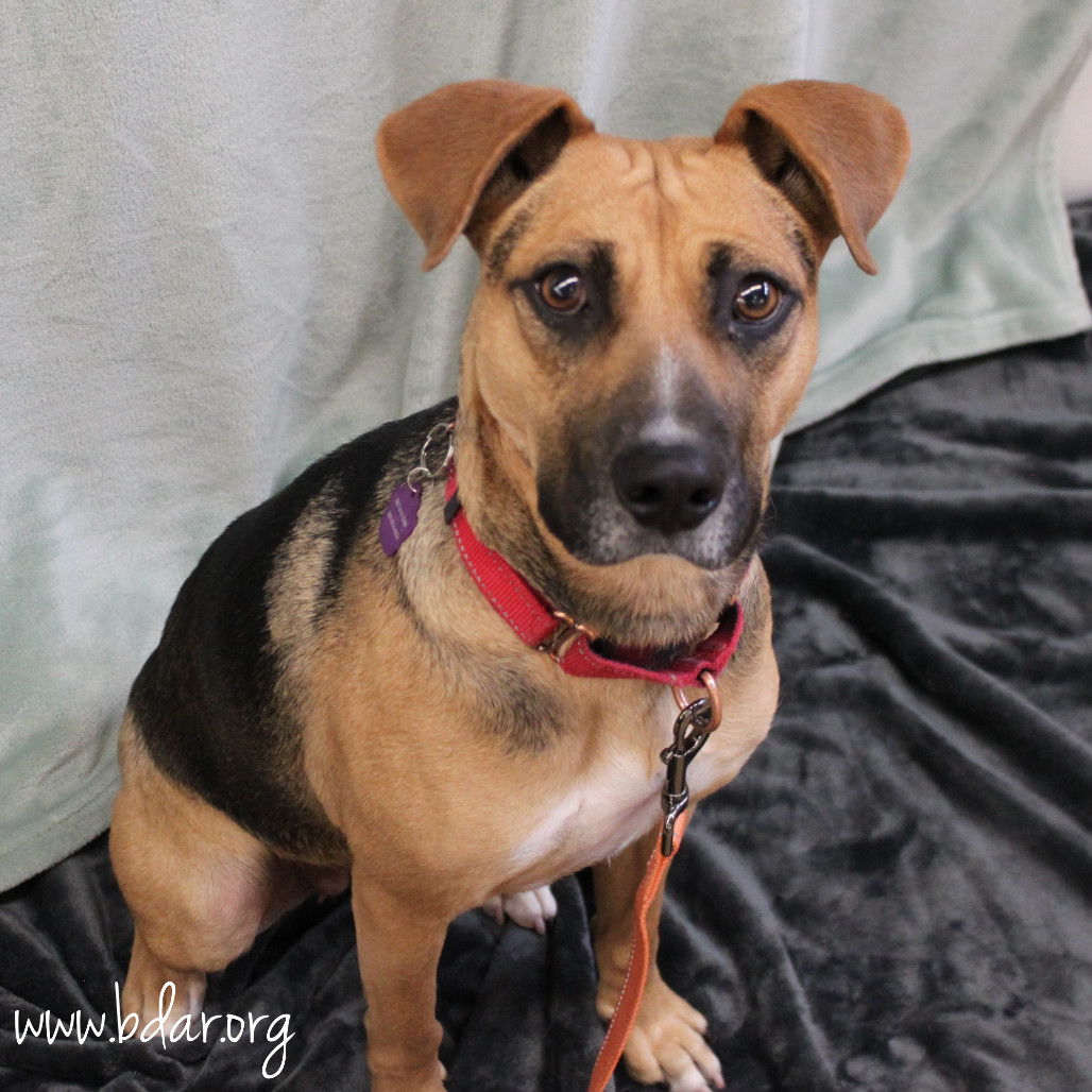 Chloe, an adoptable Shepherd, Mixed Breed in Cheyenne, WY, 82009 | Photo Image 5
