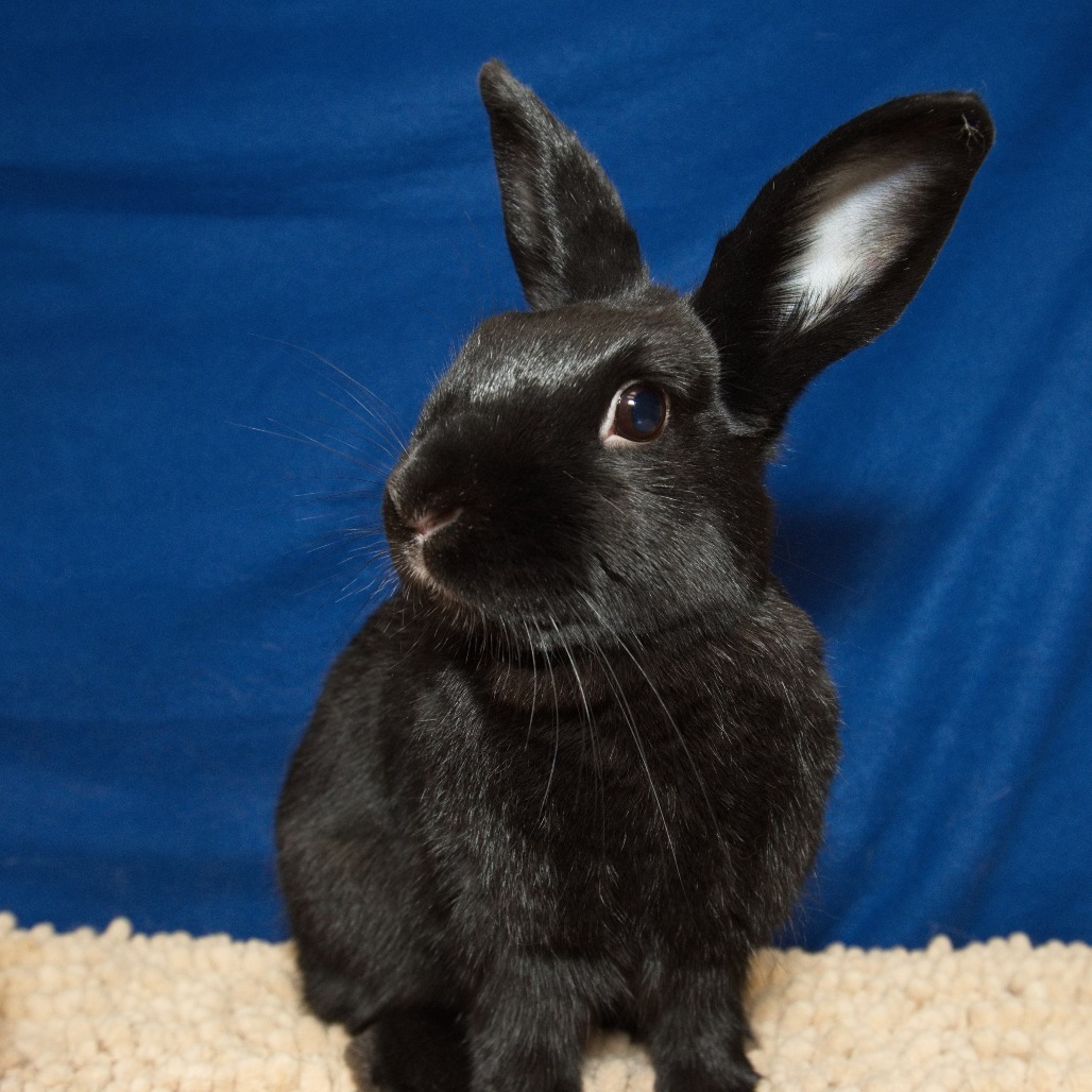 Licorice (resident for over 1 year)