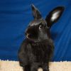 Licorice (resident for over 1 year) photo 1