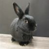 Licorice (resident for over 1 year) photo 2