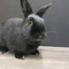 Licorice (resident for over 1 year) photo 3