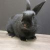 Licorice (resident for over 1 year) photo 4