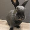 Licorice (resident for over 1 year) photo 5