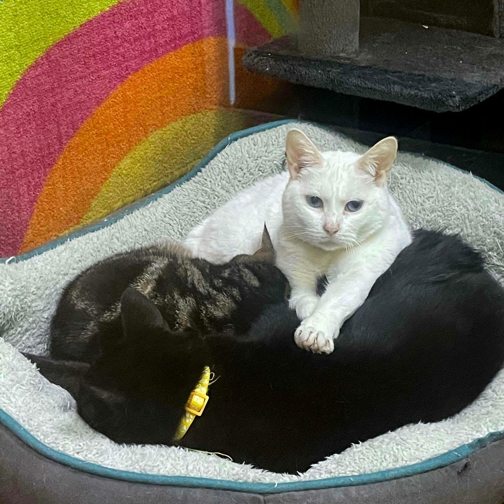 Moon & Rocko
