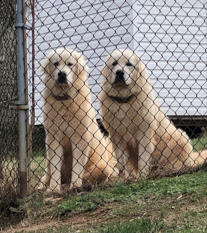 Bonded Pyr Pair