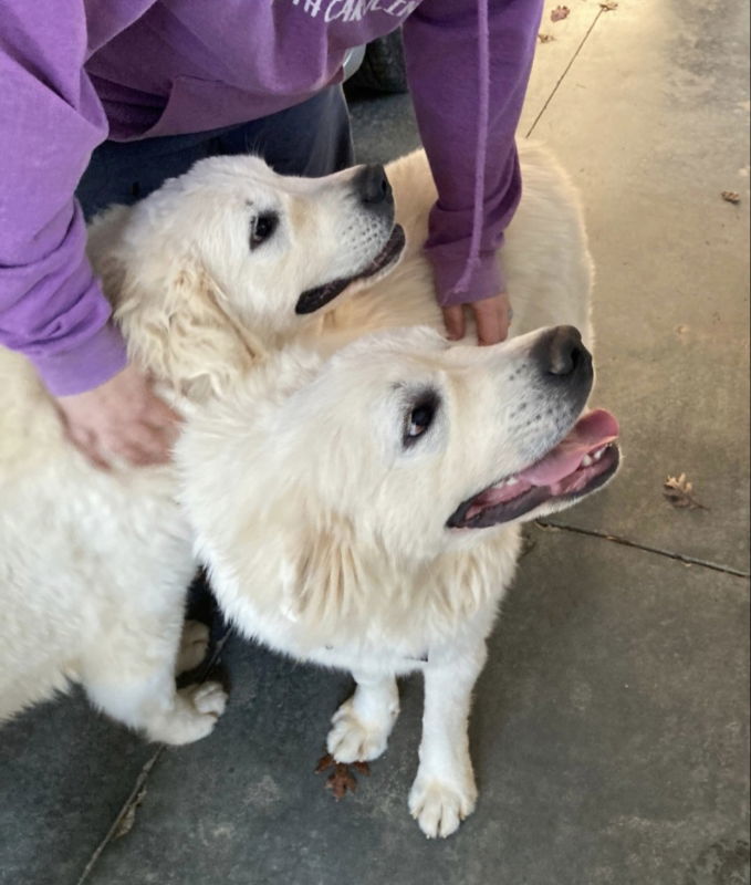 Bonded Pyr Pair