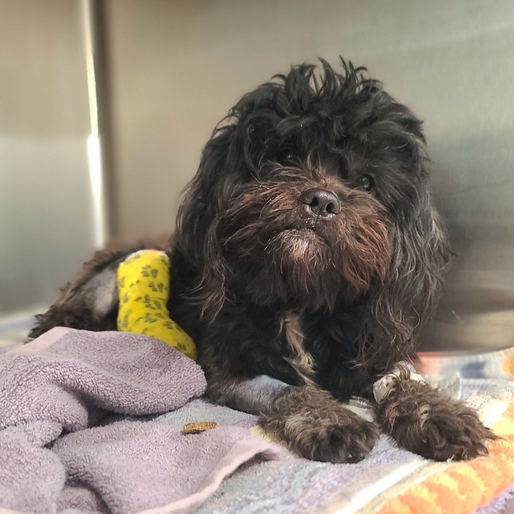 Lil Wookie, an adoptable Cockapoo in Long Beach, CA, 90804 | Photo Image 1