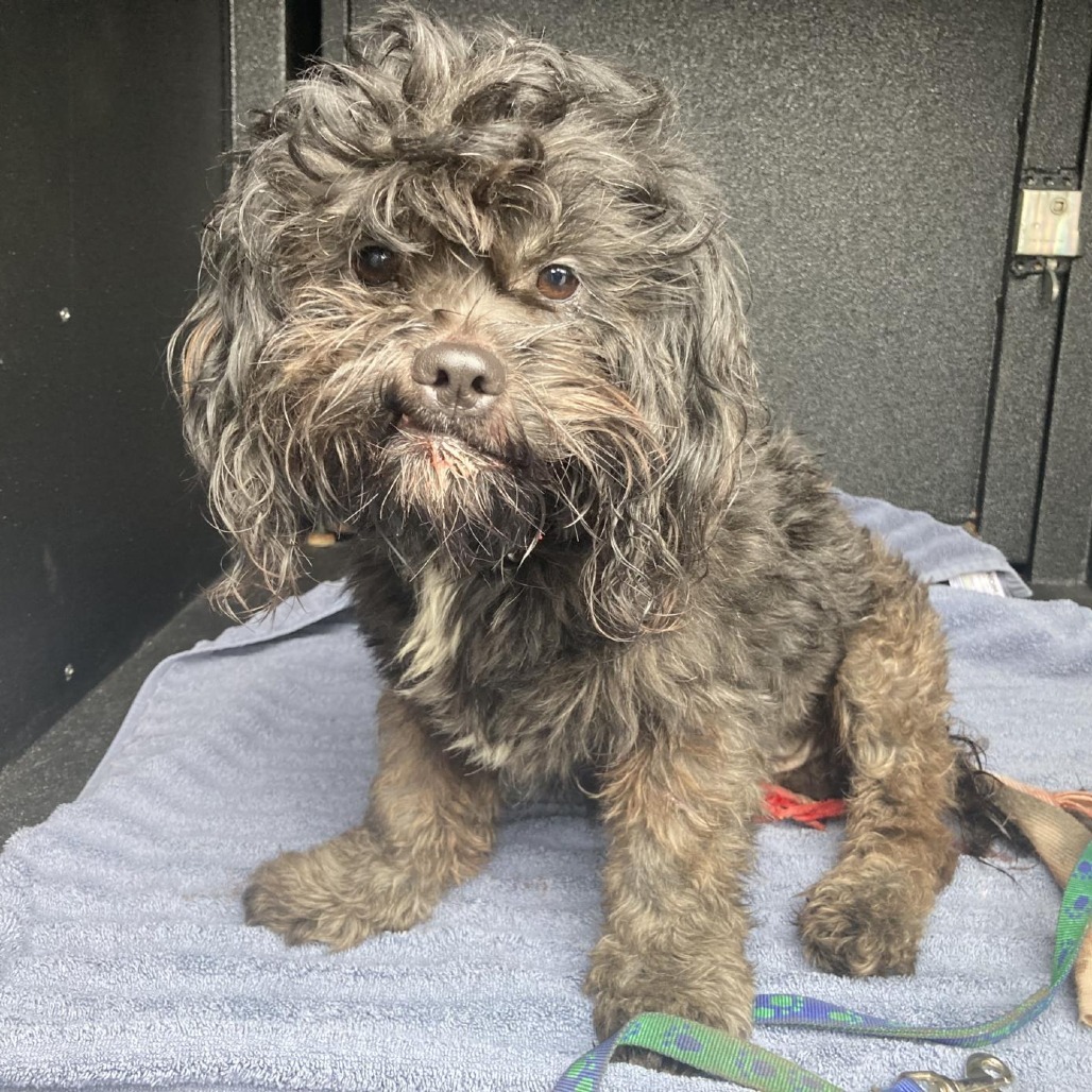 Lil Wookie, an adoptable Cockapoo in Long Beach, CA, 90804 | Photo Image 2