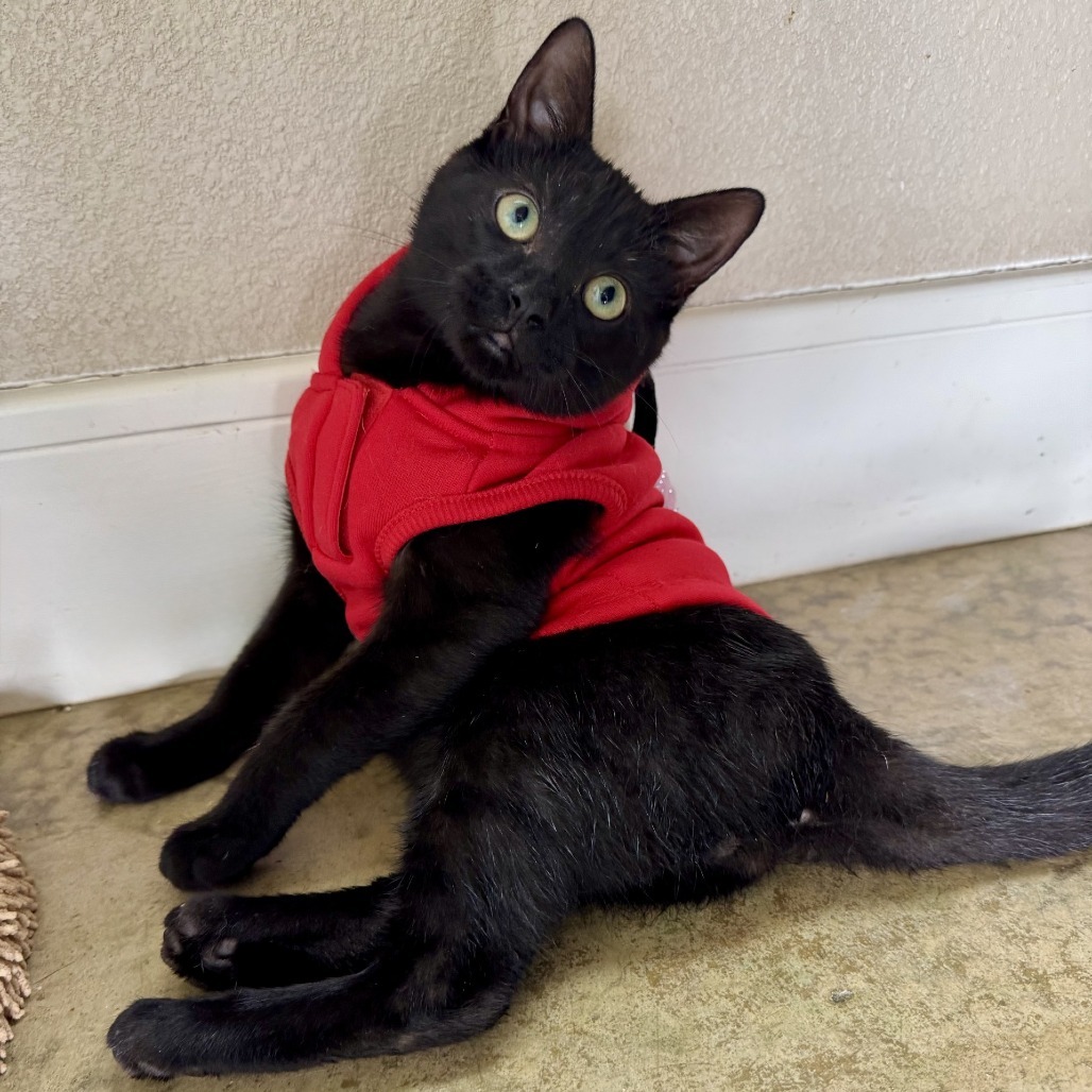 Yule, an adoptable Domestic Short Hair in Fredericksburg, TX, 78624 | Photo Image 1