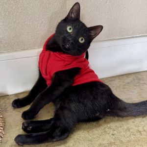 Yule, Young Male Domestic Short Hair