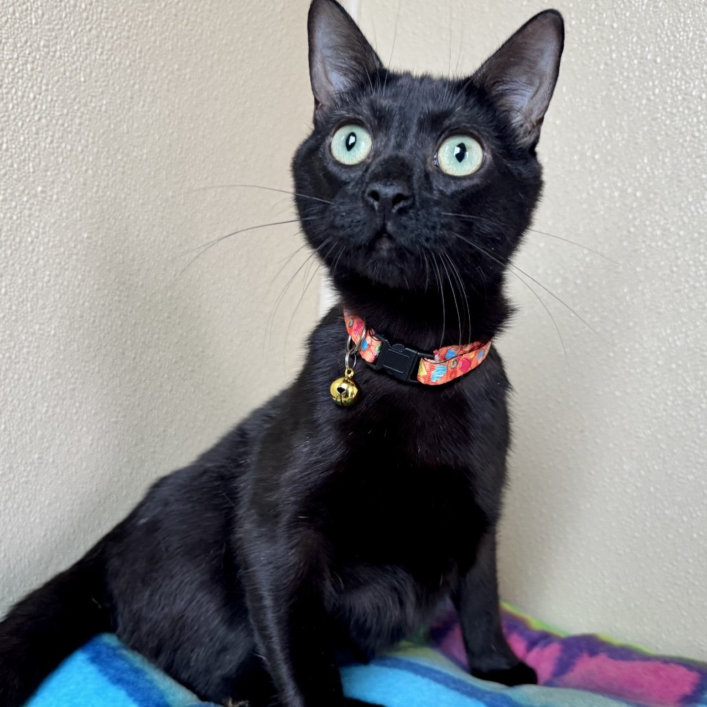 Yule, an adoptable Domestic Short Hair in Fredericksburg, TX, 78624 | Photo Image 1