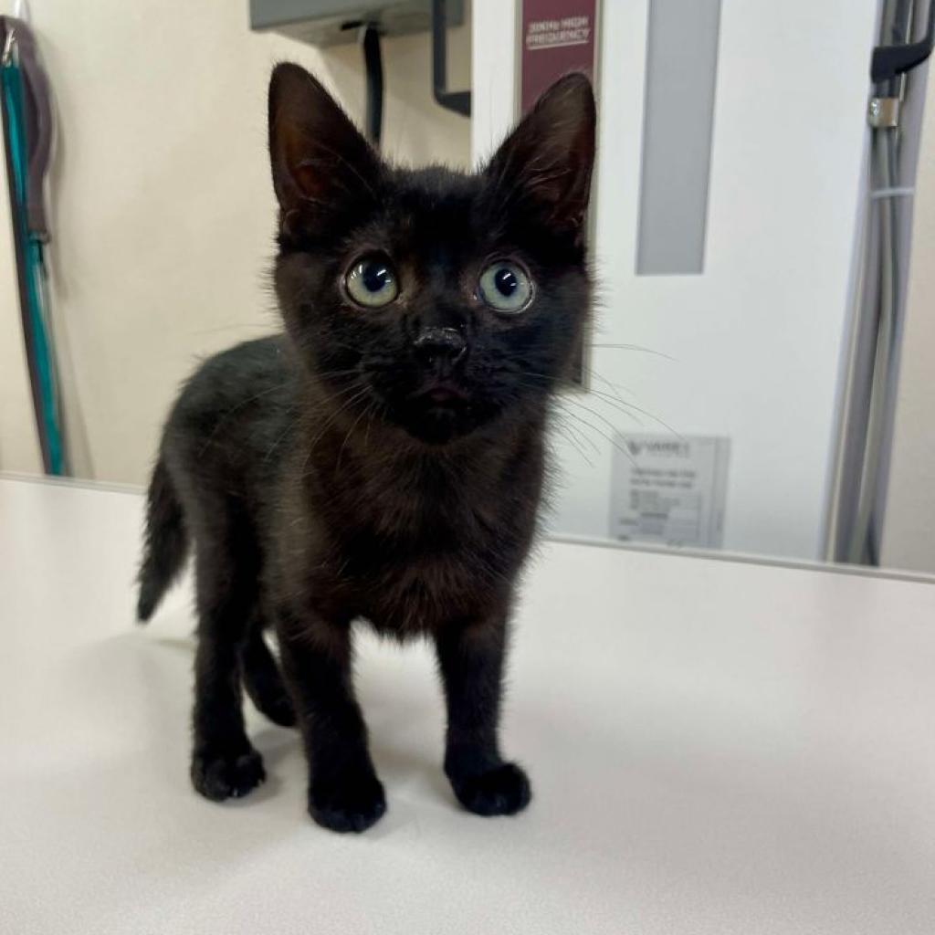 Yule, an adoptable Domestic Short Hair in Fredericksburg, TX, 78624 | Photo Image 2