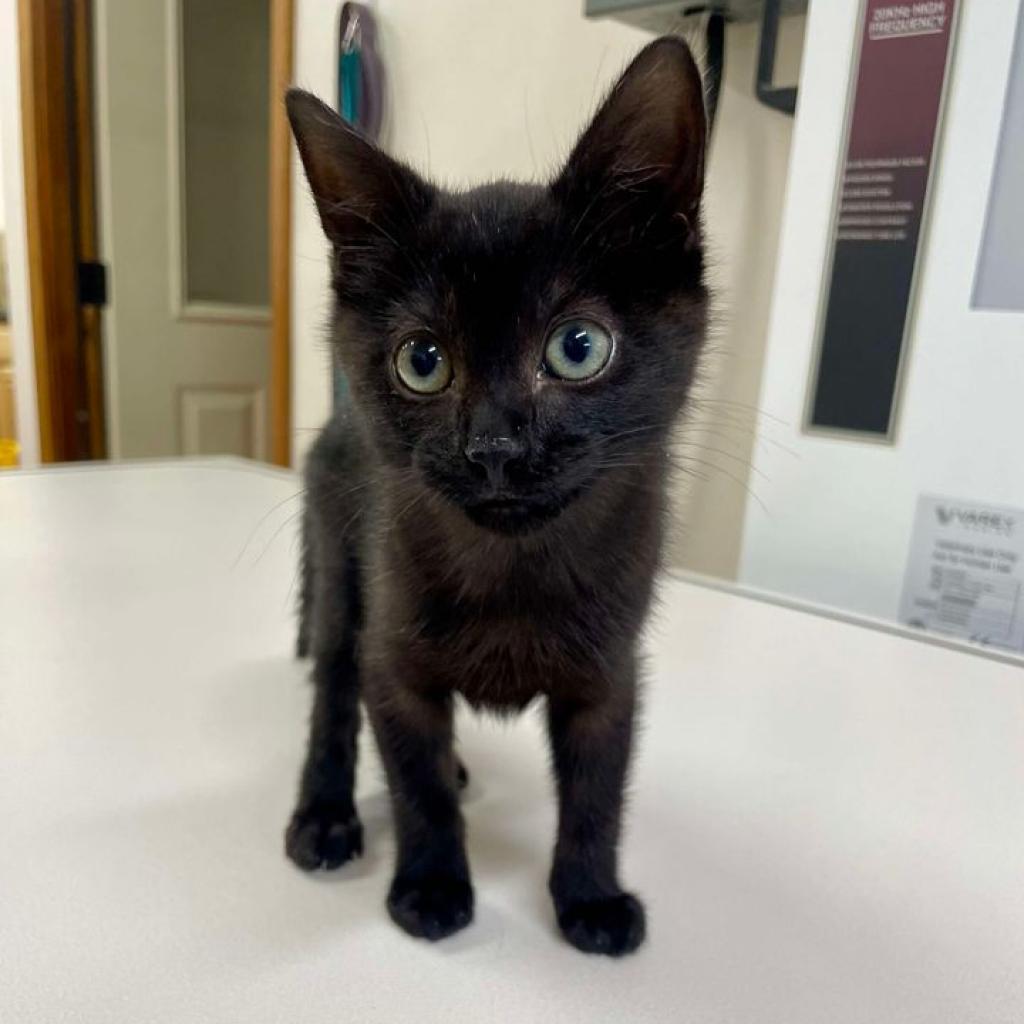 Yule, an adoptable Domestic Short Hair in Fredericksburg, TX, 78624 | Photo Image 4