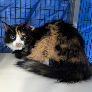 Skittles, Adult Female Domestic Long Hair