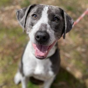 Liam German Shorthaired Pointer Dog