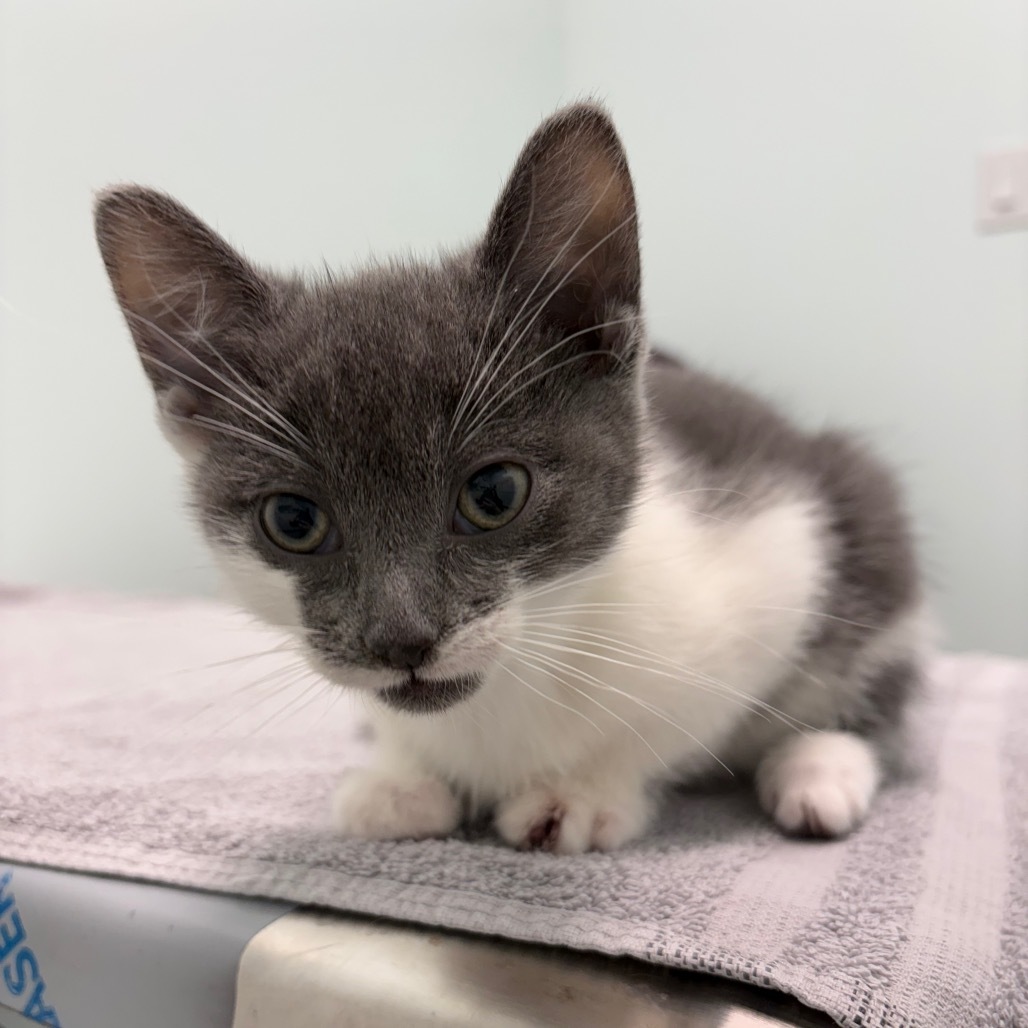 Torvald, an adoptable Domestic Short Hair in Saskatoon, SK, S7K 3S9 | Photo Image 1