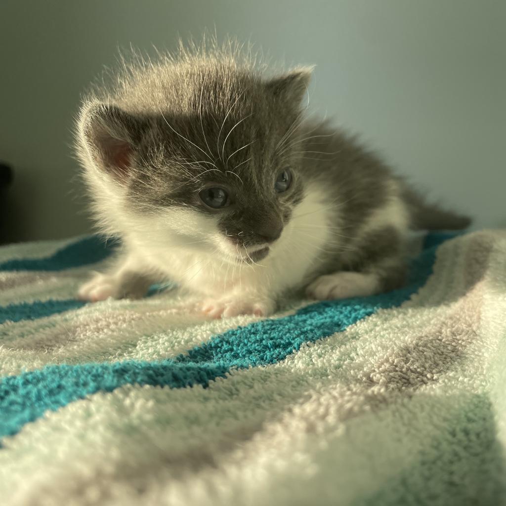 Torvald, an adoptable Domestic Short Hair in Saskatoon, SK, S7K 3S9 | Photo Image 2