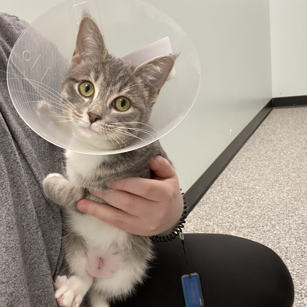 Marshmallow, an adoptable Domestic Short Hair in Saskatoon, SK, S7K 3S9 | Photo Image 1