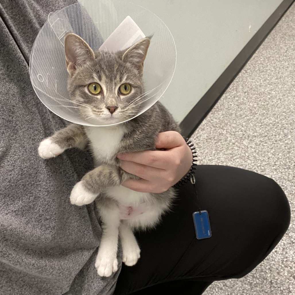 Marshmallow, an adoptable Domestic Short Hair in Saskatoon, SK, S7K 3S9 | Photo Image 3