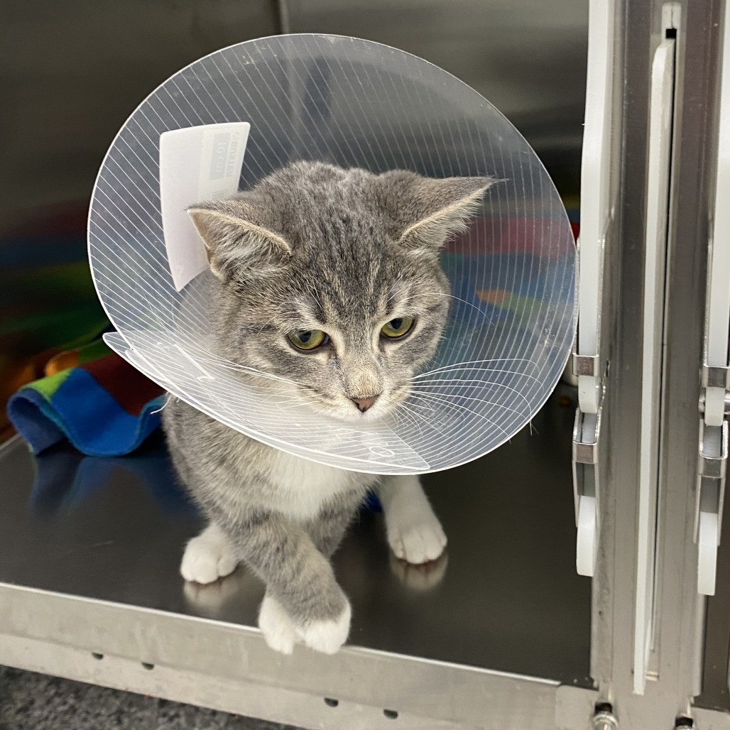 Marshmallow, an adoptable Domestic Short Hair in Saskatoon, SK, S7K 3S9 | Photo Image 4