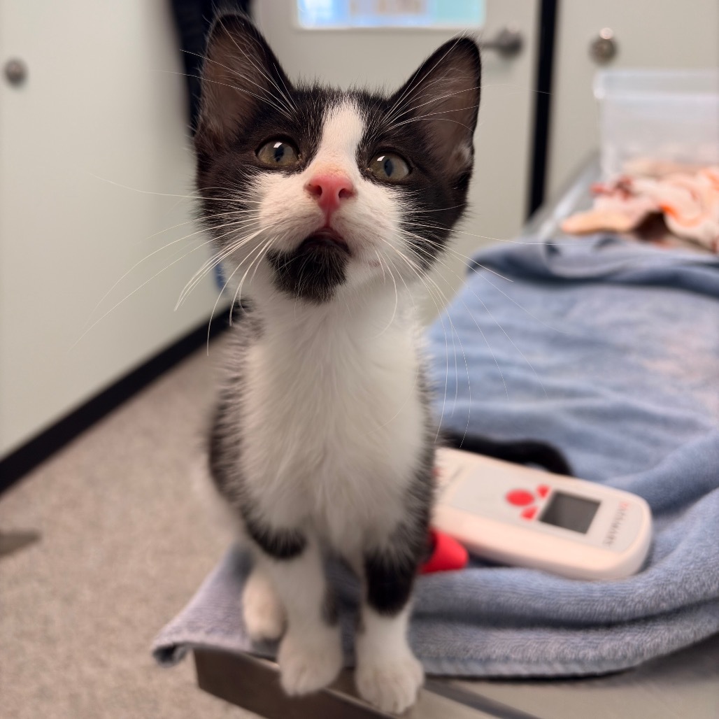 Aladdin, an adoptable Domestic Short Hair in Saskatoon, SK, S7K 3S9 | Photo Image 1