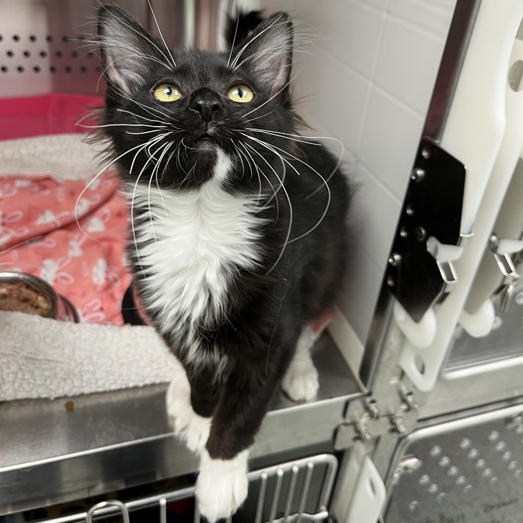 Beam, an adoptable Domestic Medium Hair in Saskatoon, SK, S7K 3S9 | Photo Image 1