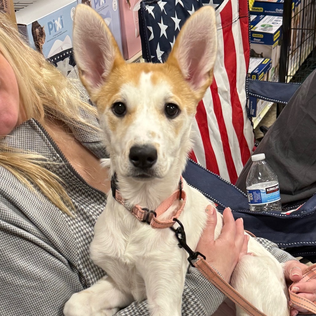 Eureka, an adoptable Mixed Breed in Shakopee, MN, 55379 | Photo Image 1