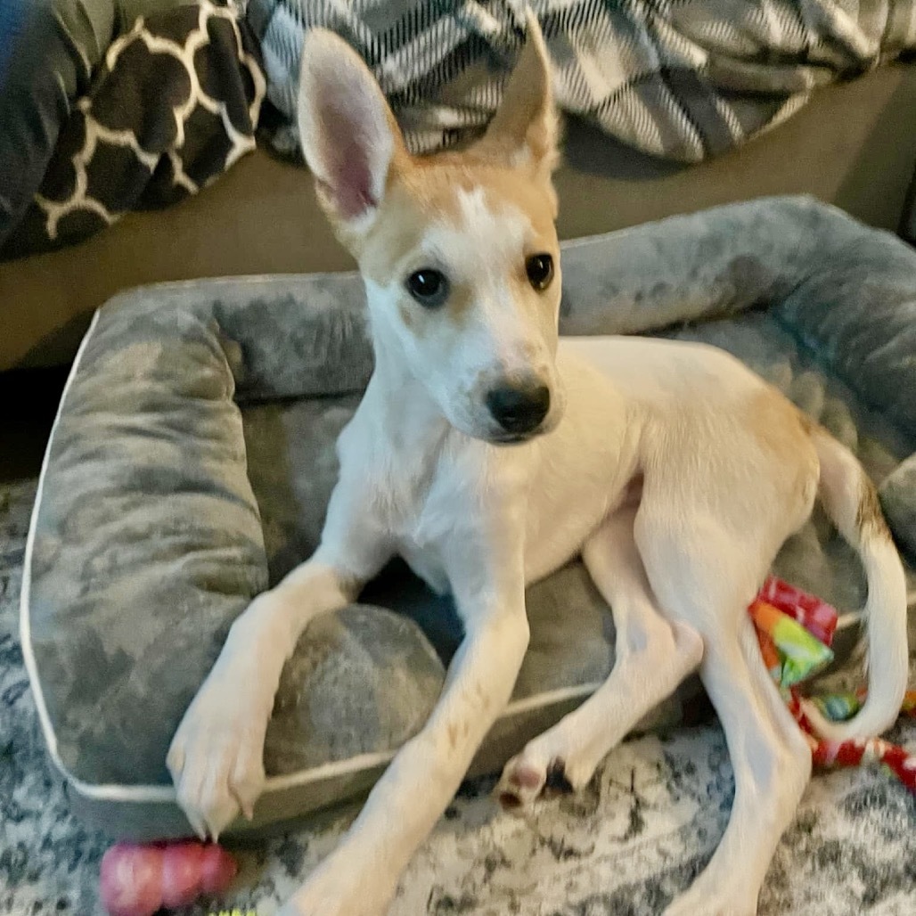 Eureka, an adoptable Mixed Breed in Shakopee, MN, 55379 | Photo Image 2