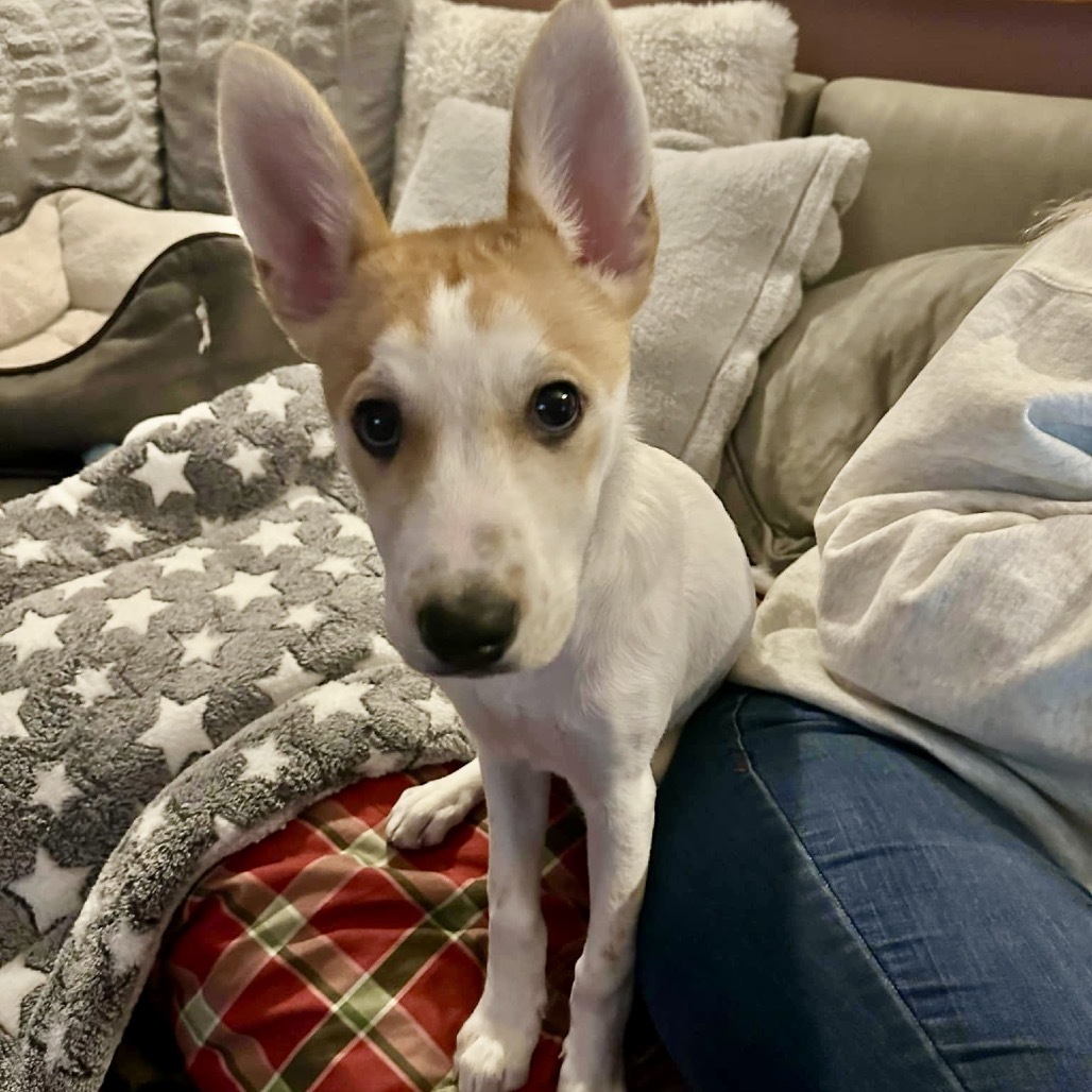 Eureka, an adoptable Mixed Breed in Shakopee, MN, 55379 | Photo Image 3