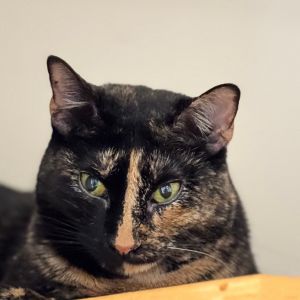 Milli Vanilli, Adult Female Domestic Short Hair