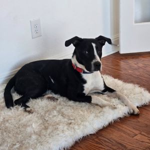 Cozy, Young Male Pit Bull Terrier