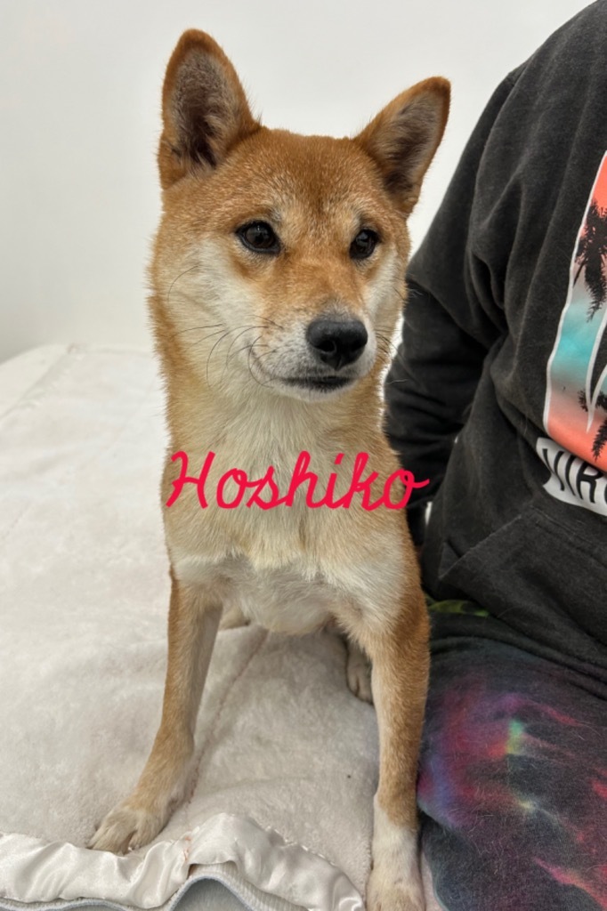 Hoshiko