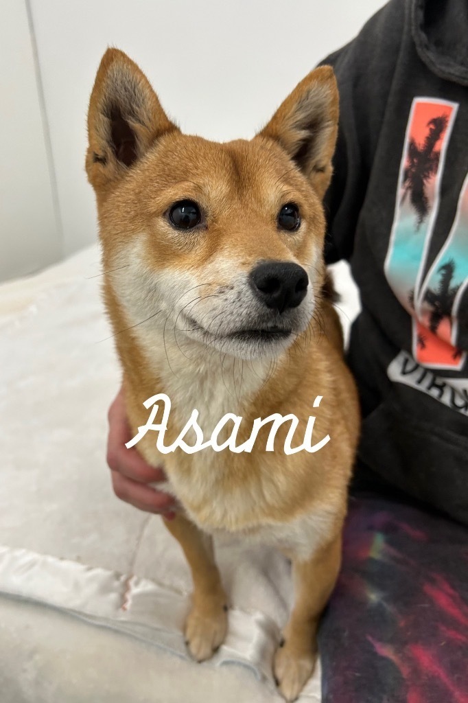 Asami