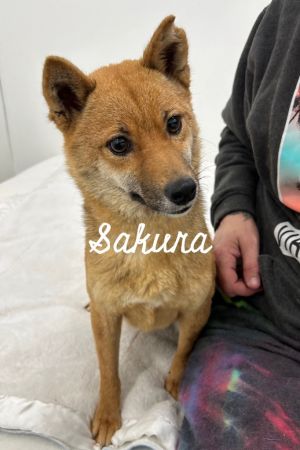 Sakura, Adult Female Shiba Inu