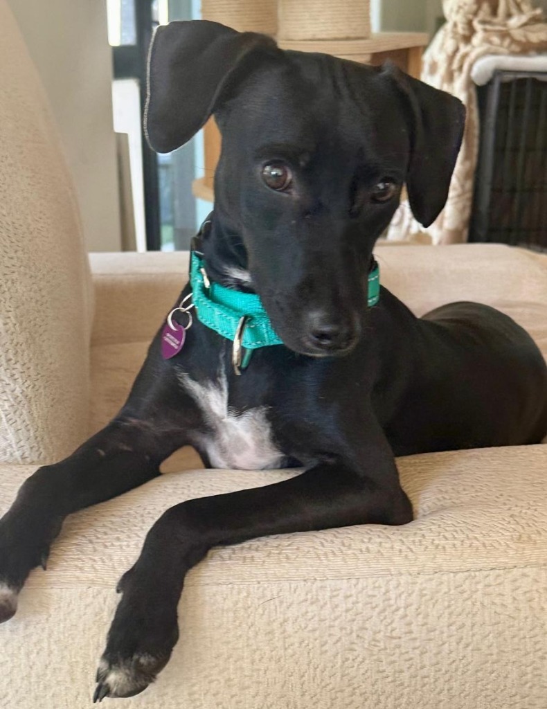 Darling, an adoptable Mixed Breed in San Juan de Abajo, NAY, 63732 | Photo Image 1