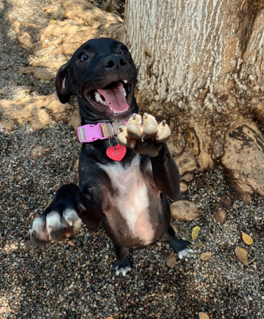 Darling, an adoptable Mixed Breed in San Juan de Abajo, NAY, 63732 | Photo Image 2