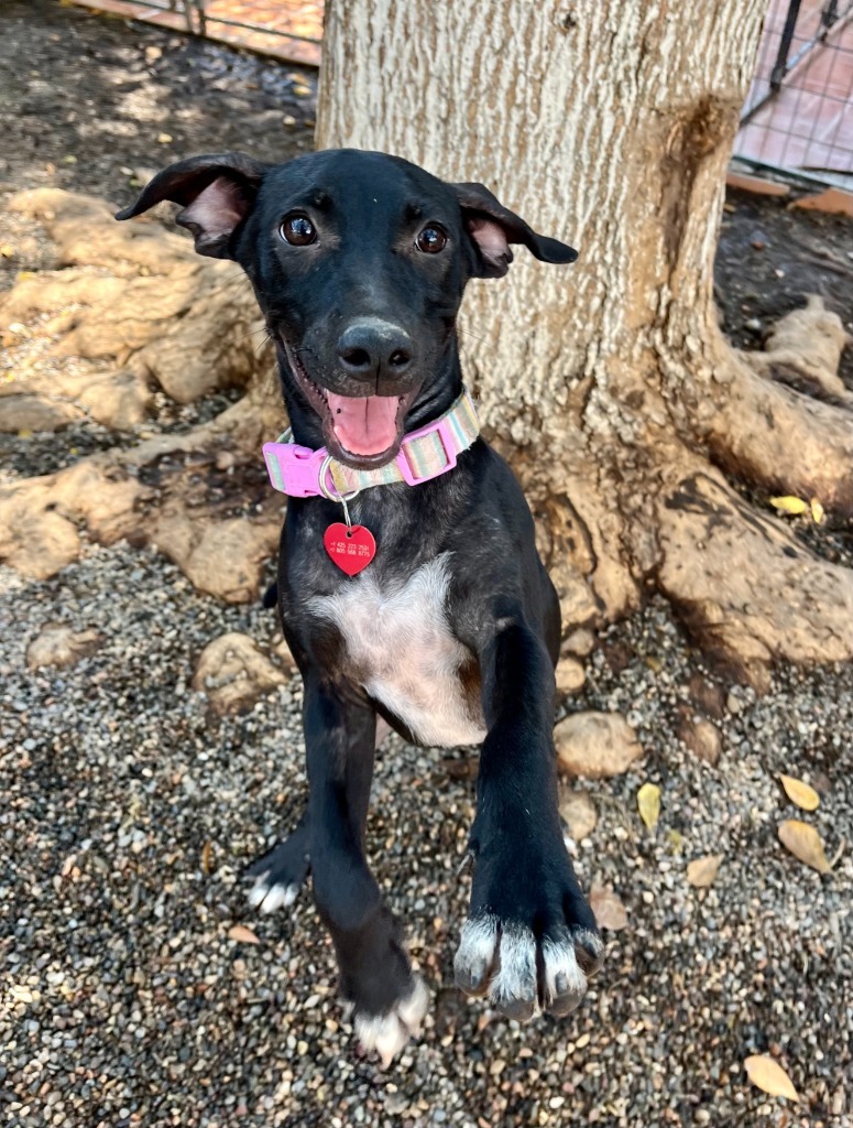 Darling, an adoptable Mixed Breed in San Juan de Abajo, NAY, 63732 | Photo Image 3