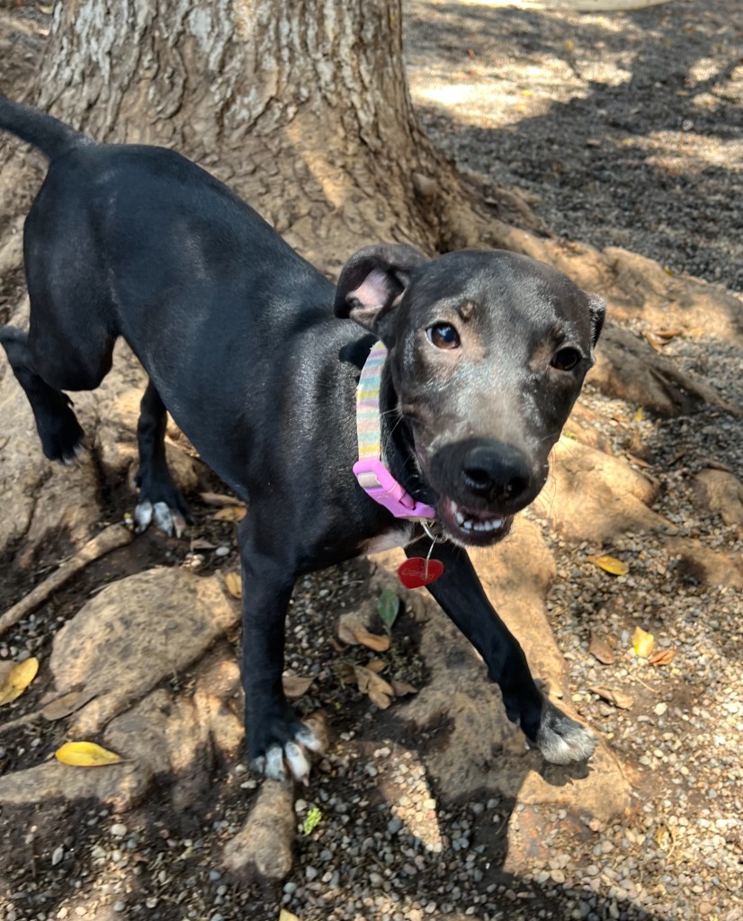Darling, an adoptable Mixed Breed in San Juan de Abajo, NAY, 63732 | Photo Image 4