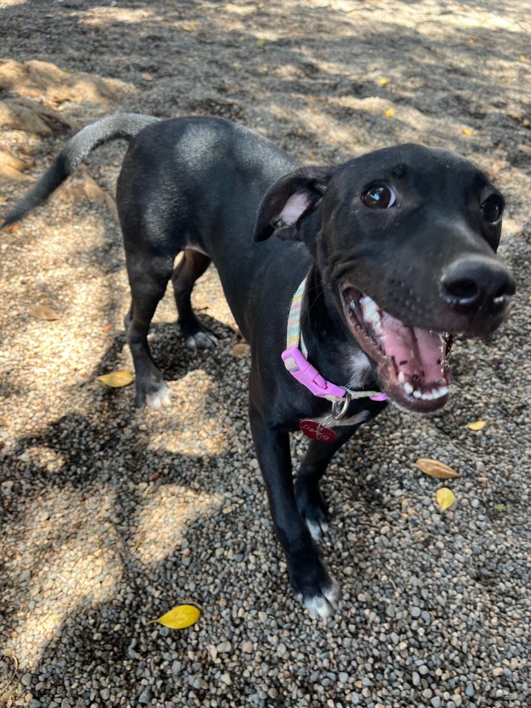 Darling, an adoptable Mixed Breed in San Juan de Abajo, NAY, 63732 | Photo Image 5
